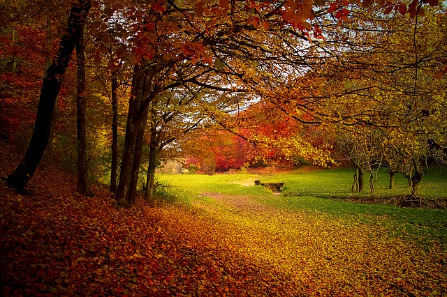 An Autumn scene with leaves on the ground